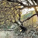 La Mimosa Aracena