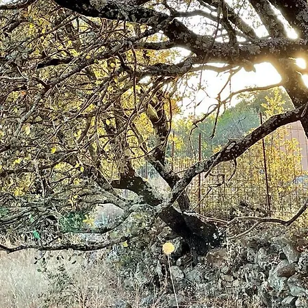 La Mimosa ארקנה